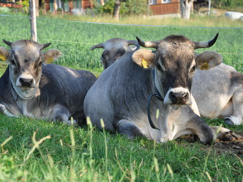 Die Mischpakete mit Bioweidefleisch stammen von Jungtieren aus der Grauvieh-Mutterkuhherde des Biohof Wydimatt. 