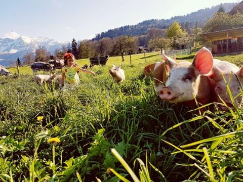 Die Bioweideschweine des Biohof Wydimatt geniessen ausgedehnte, tierfreundliche Weideflächen. 
