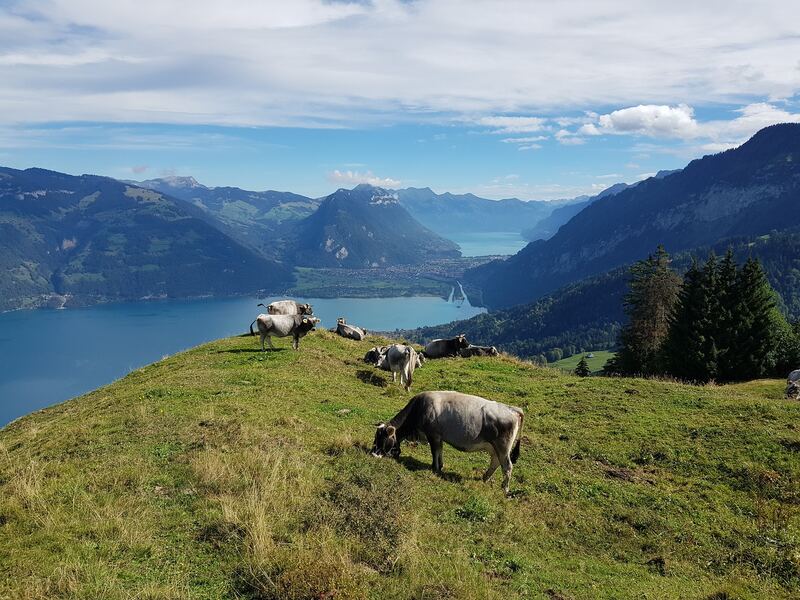 No image description