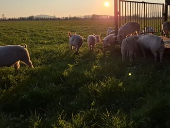 Freilandschweine von joli mont auf der Weide. 